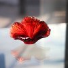 sculpture fleur hibiscus en cristal Daum France