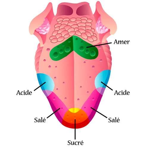 Nos conseils pour choisir son verre à vin 11 le gout du vin e1532699719729