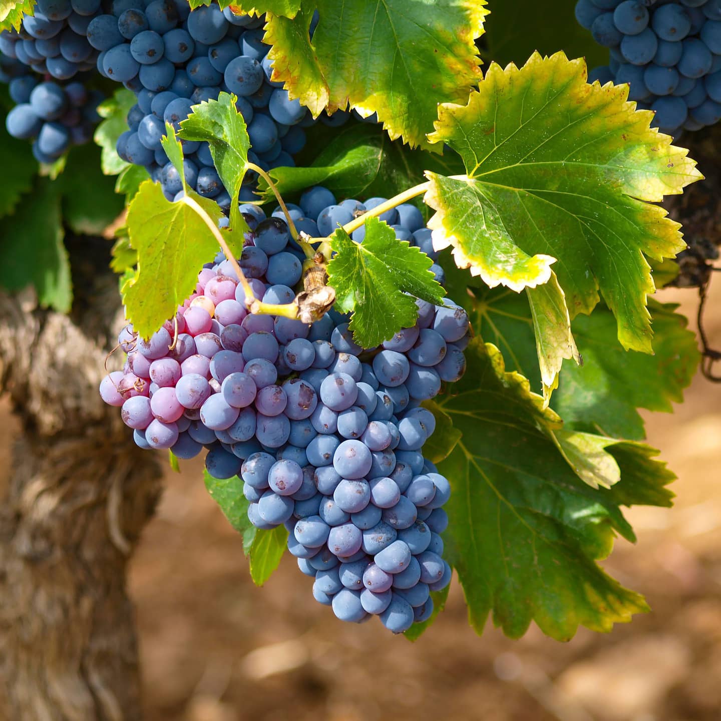 Le carignan, cépage d'origine espagnole 2 carignan-espagnol