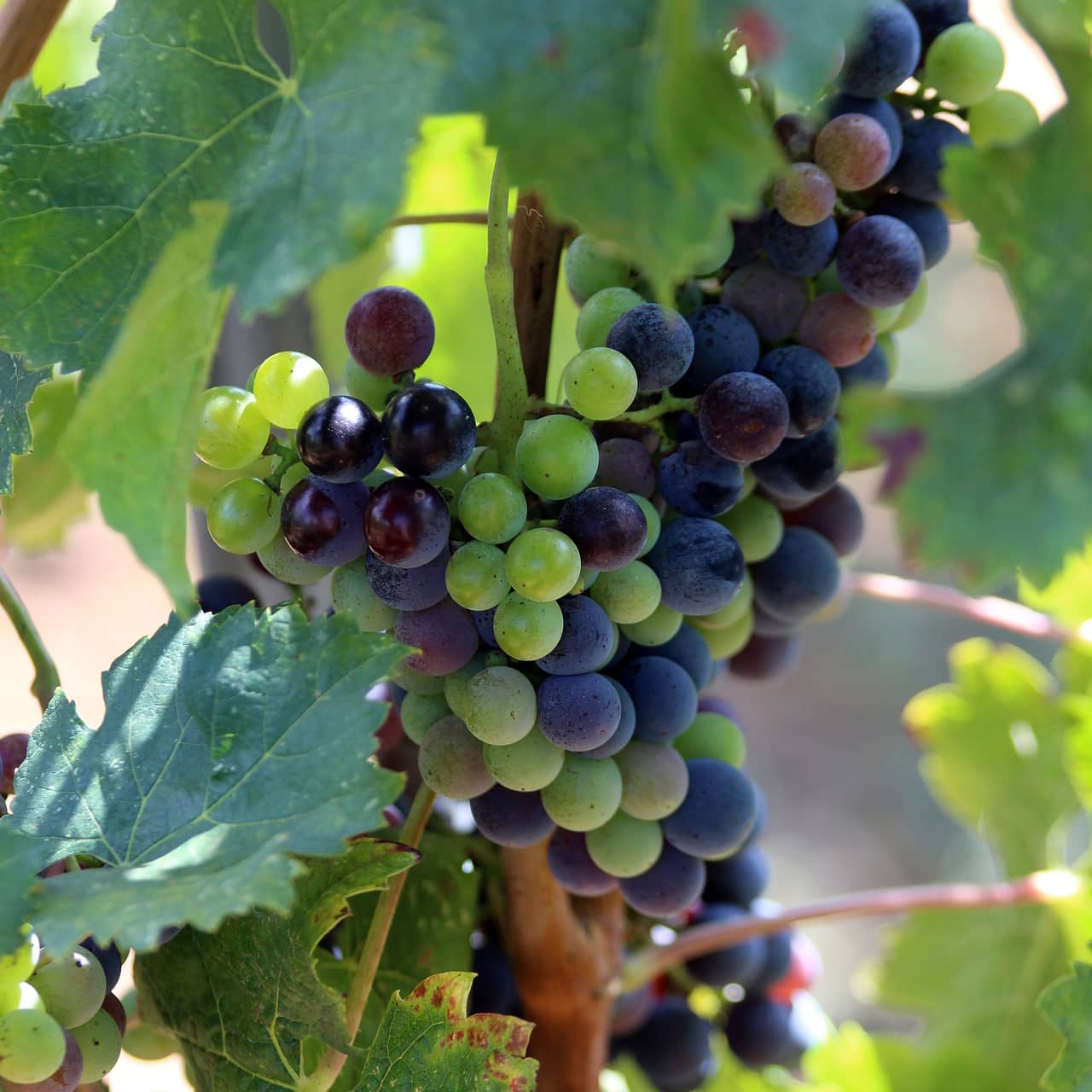 Le cinsault, cépage du Languedoc 7 cepage-cinsault