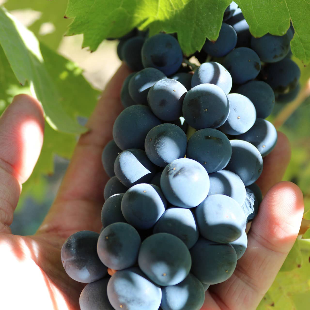 La syrah, cépage de la Vallée du Rhône 6 cepage-syrah