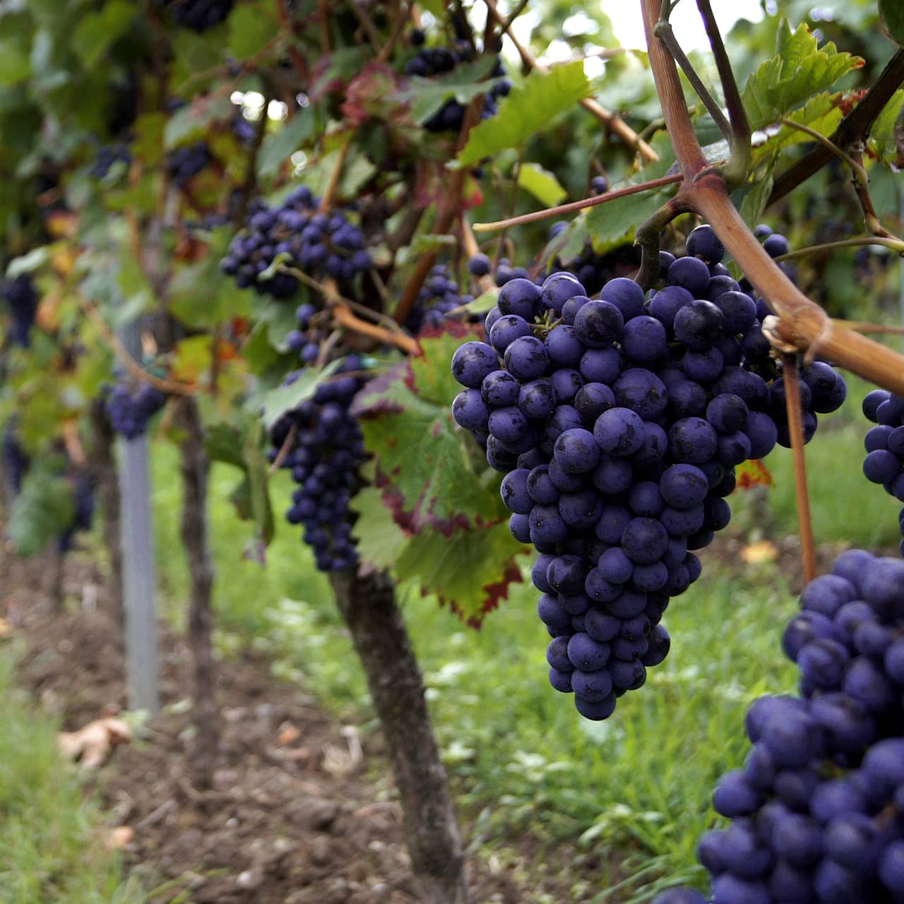 Le trousseau, star des vins rouges du Jura 4 cepage-trousseau