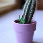 cactus-decoratif-verre