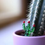 mini-cactus-verre